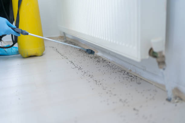 Best Termite Control Services  in Montevlo, AL